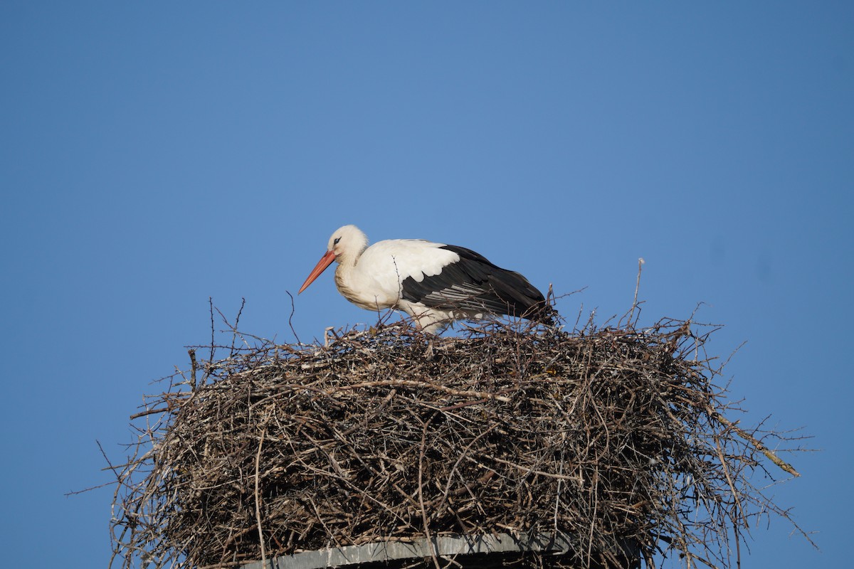 White Stork - ML646855107