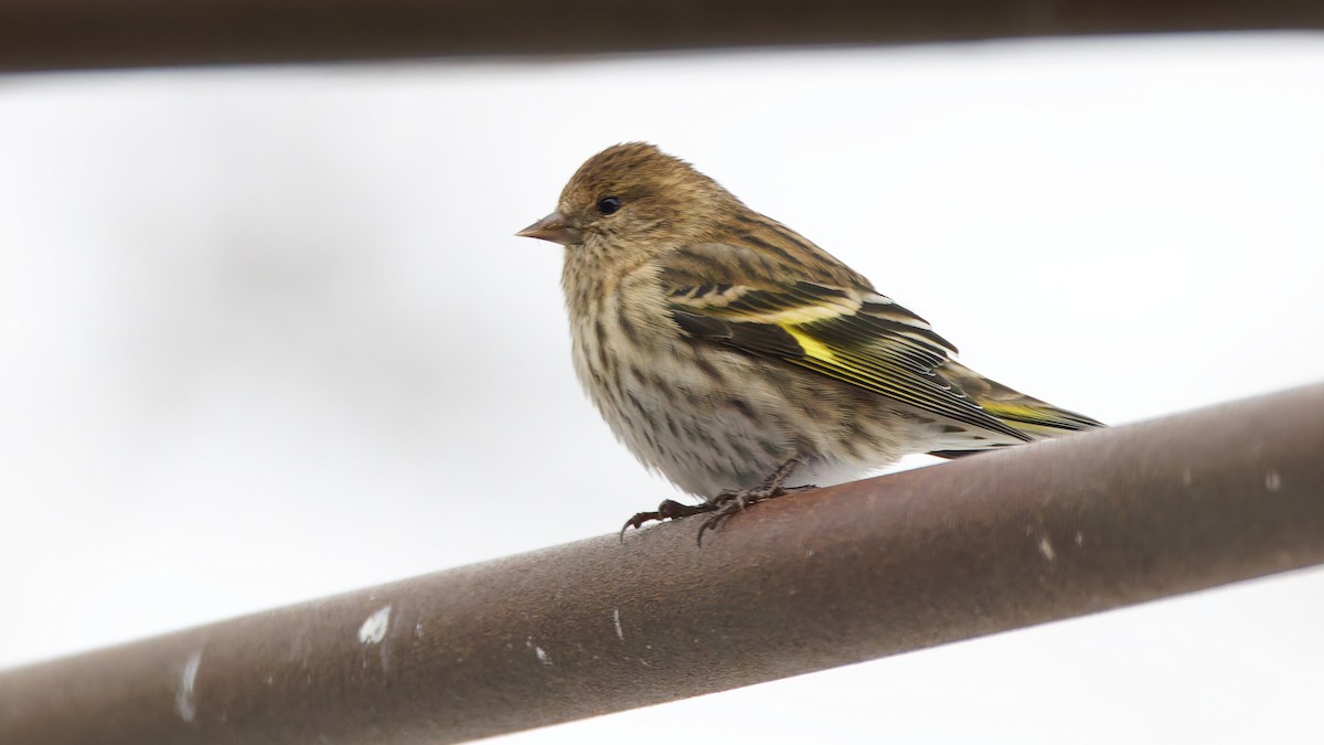 マツノキヒワ - ML646855108