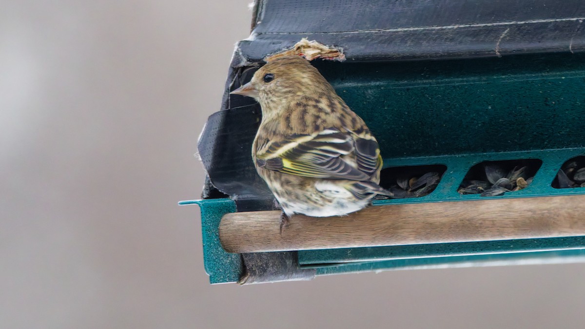 マツノキヒワ - ML646855109