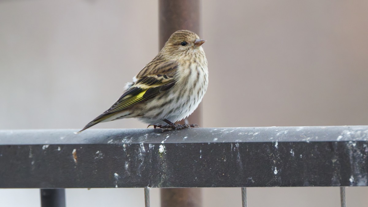 マツノキヒワ - ML646855110