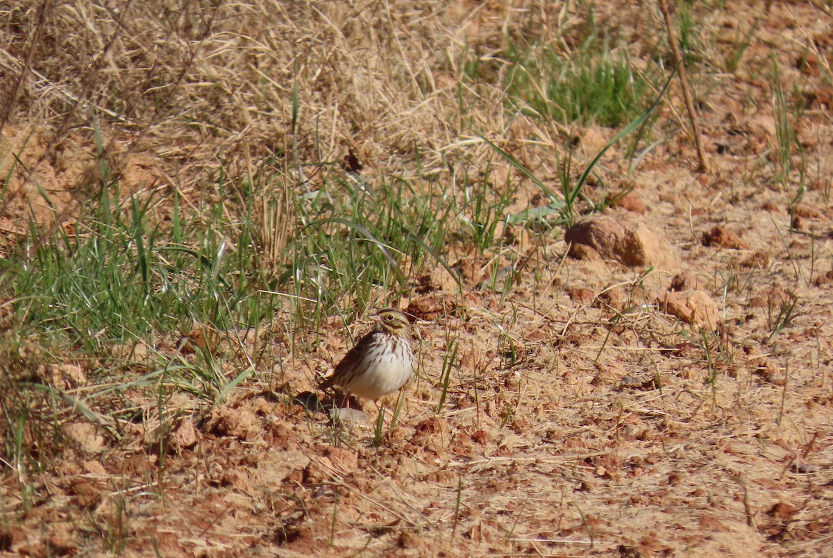 Savannah Sparrow - ML646855111
