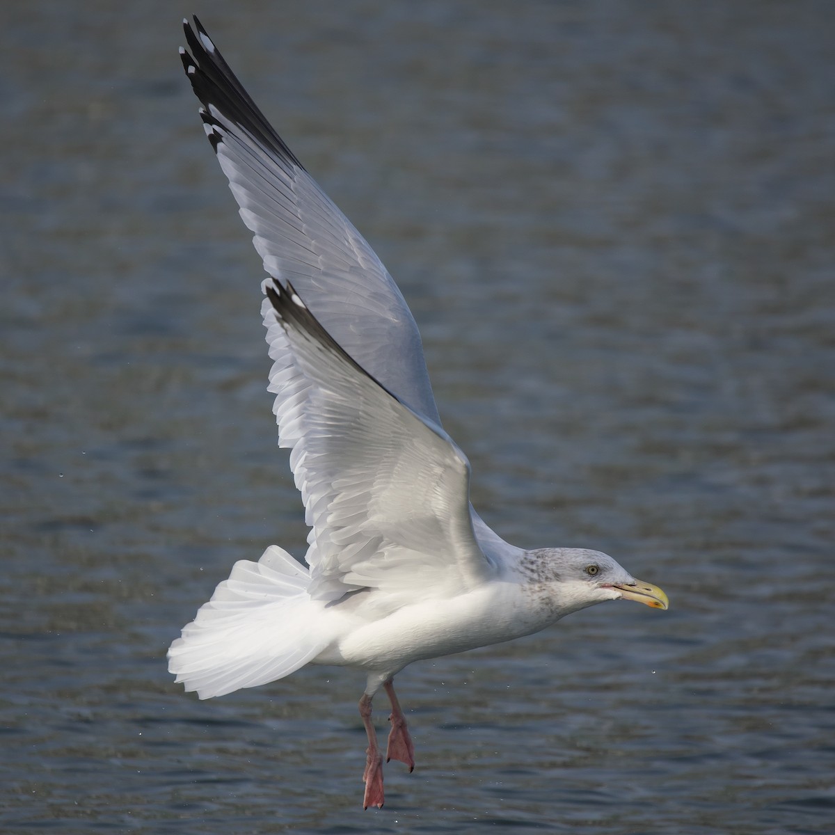 American Herring Gull - ML646855112
