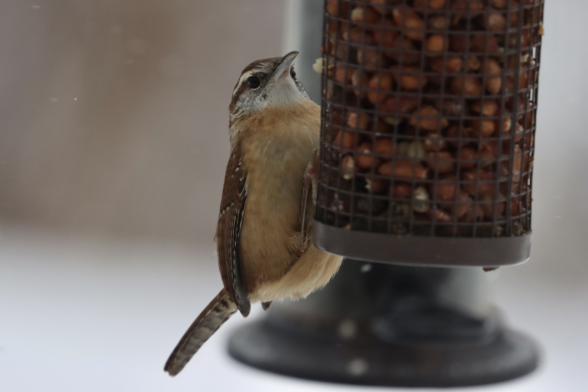Carolina Wren - ML646855114