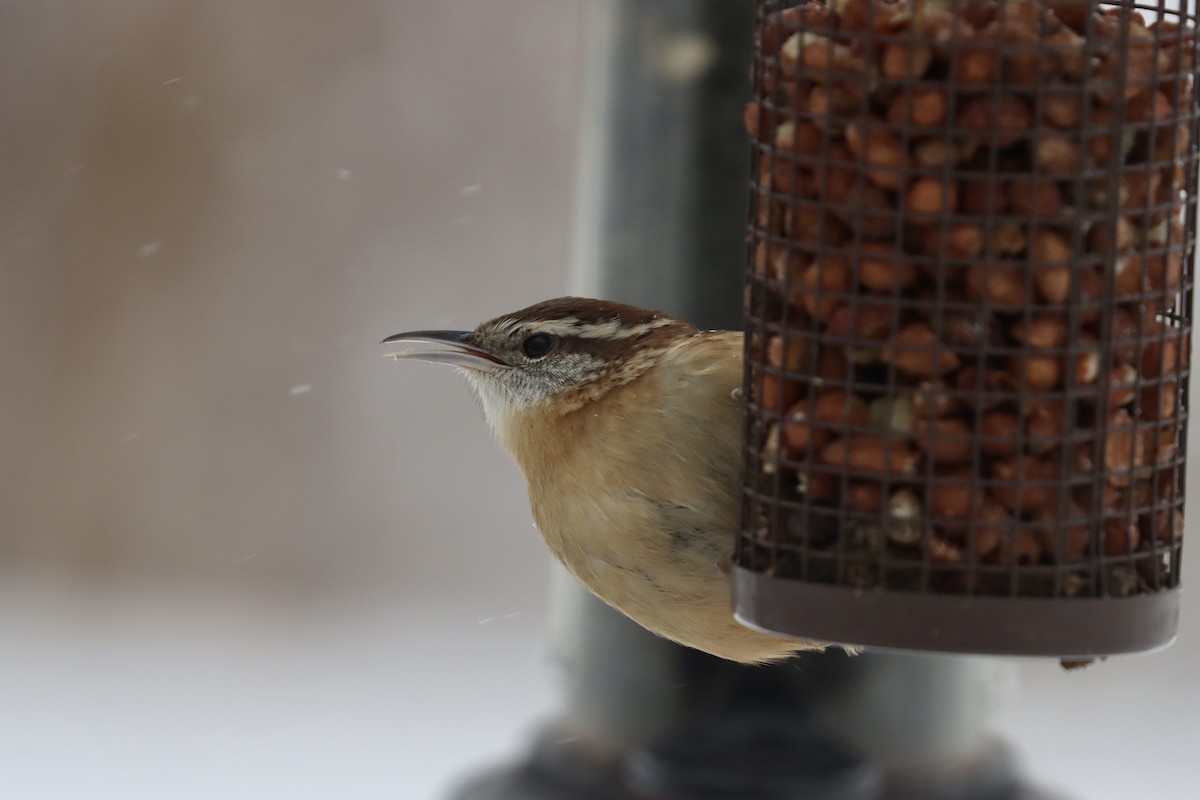 Carolina Wren - ML646855115