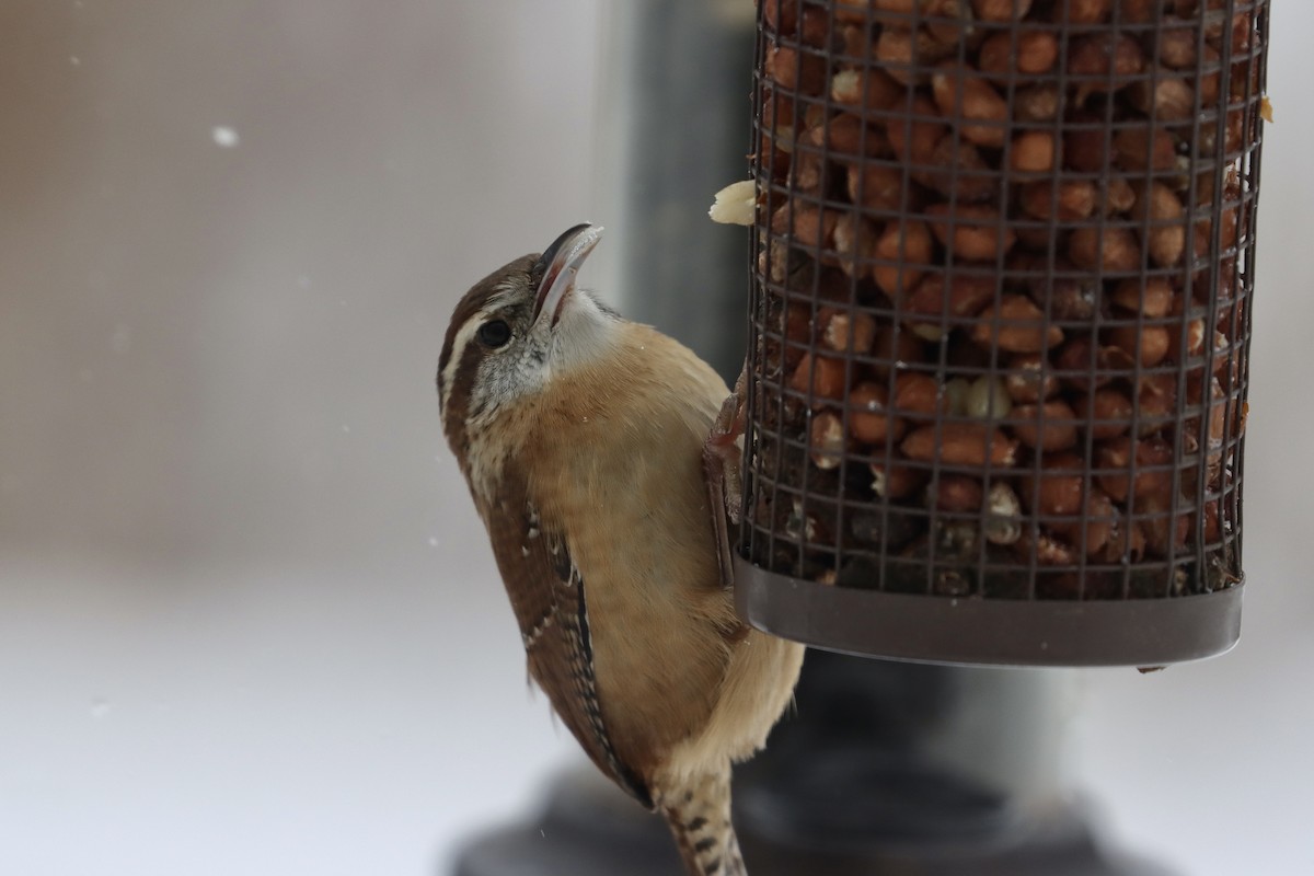 Carolina Wren - ML646855116