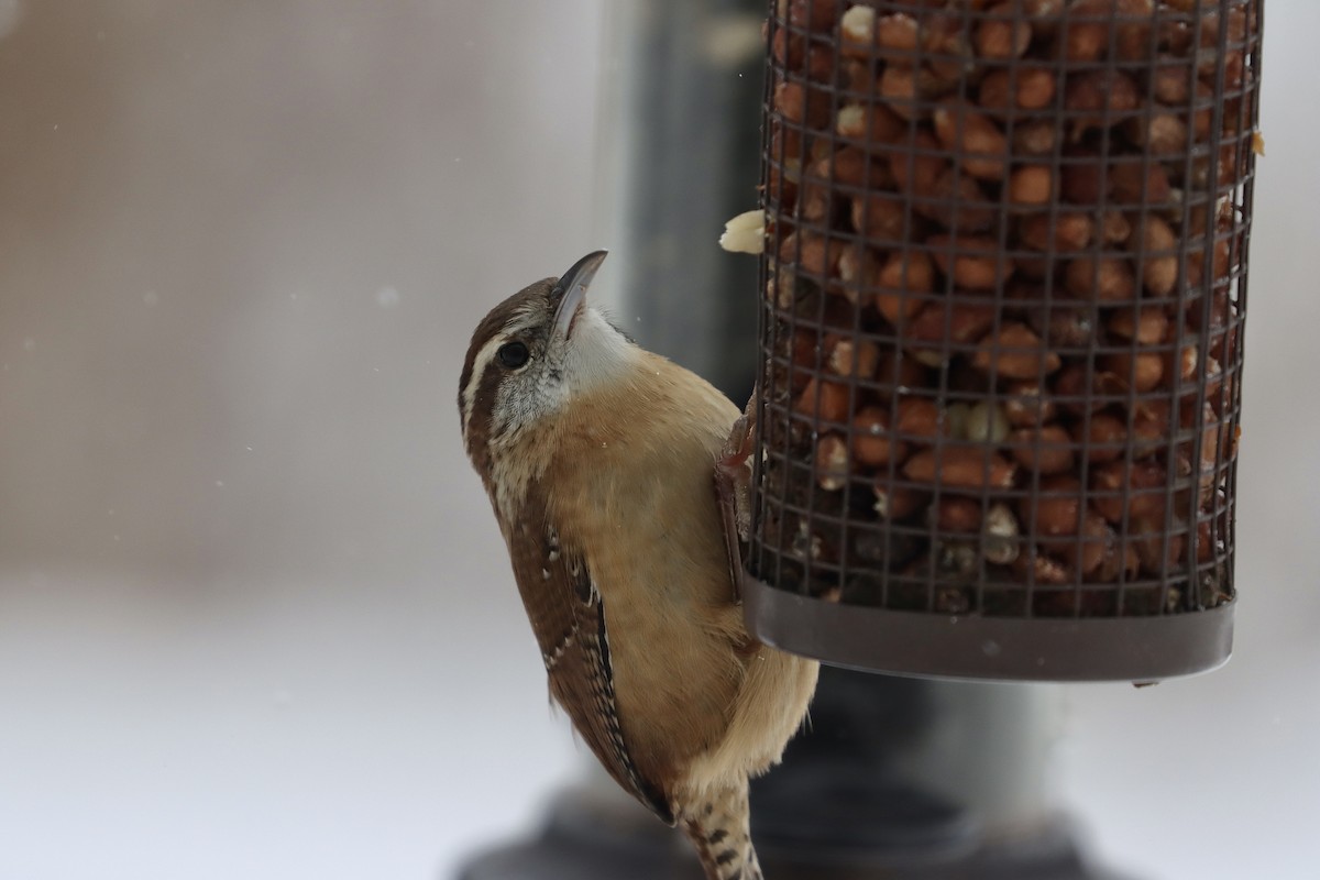 Carolina Wren - ML646855117