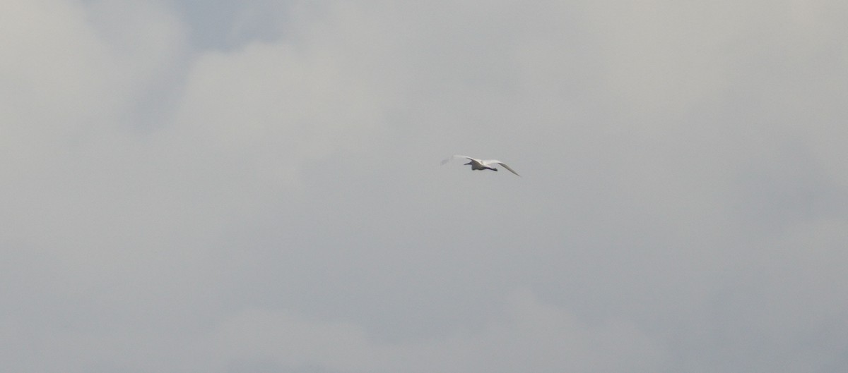 Seidenreiher - ML646855123