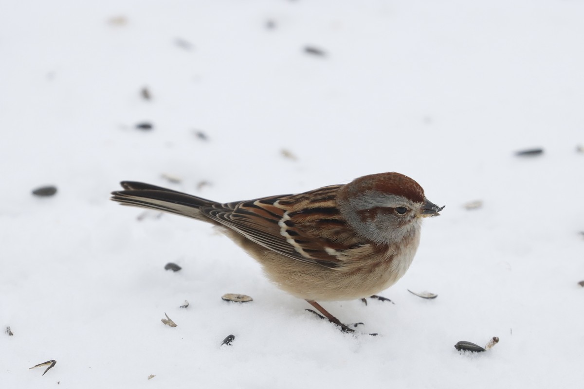 Пасовник північний - ML646855124