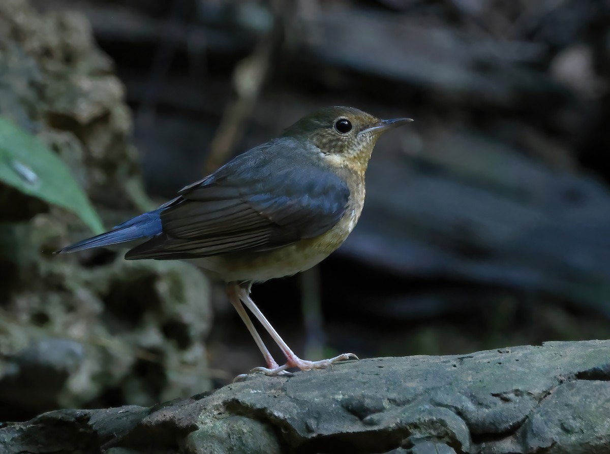 Siberian Blue Robin - ML646855127