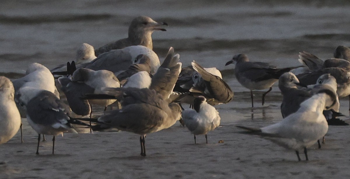 Пестроносая крачка - ML646855128