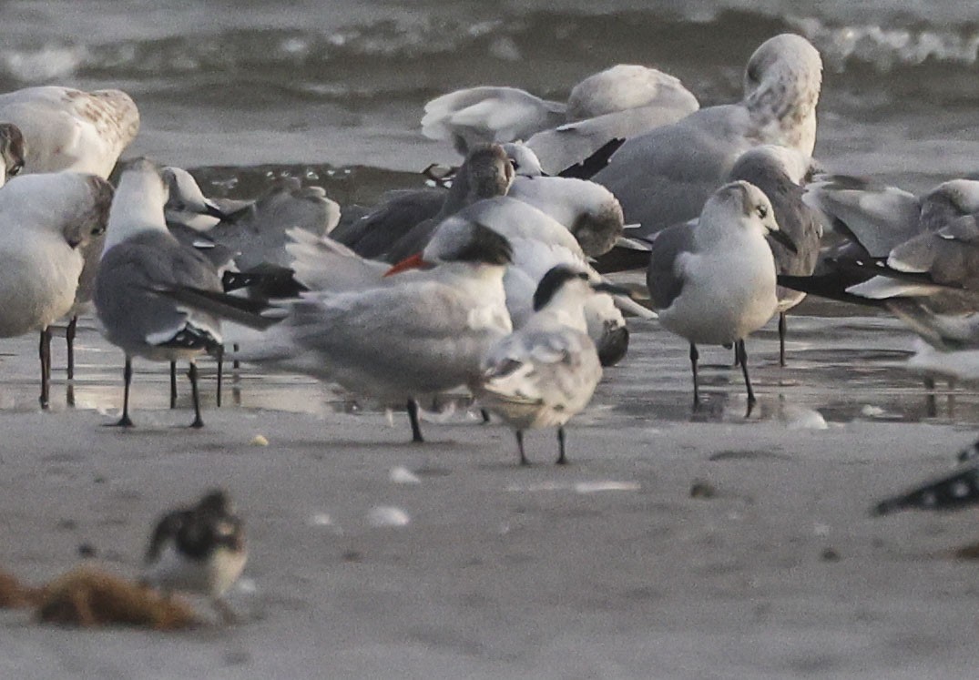 Пестроносая крачка - ML646855129