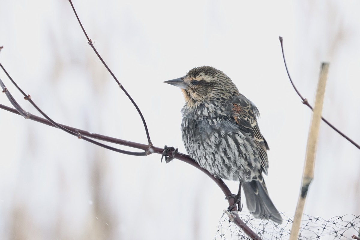 Red-winged Blackbird - ML646855131