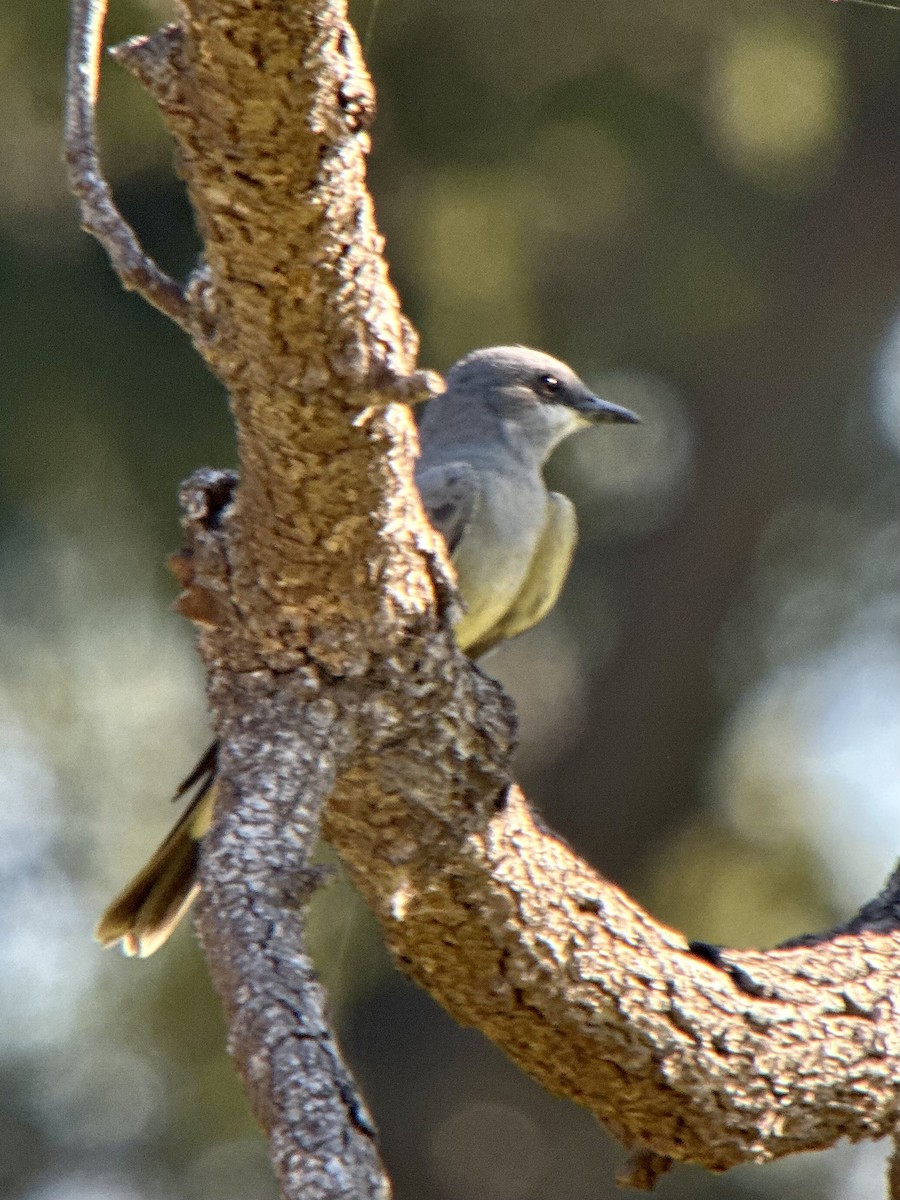 Cassin's Kingbird - ML646855132