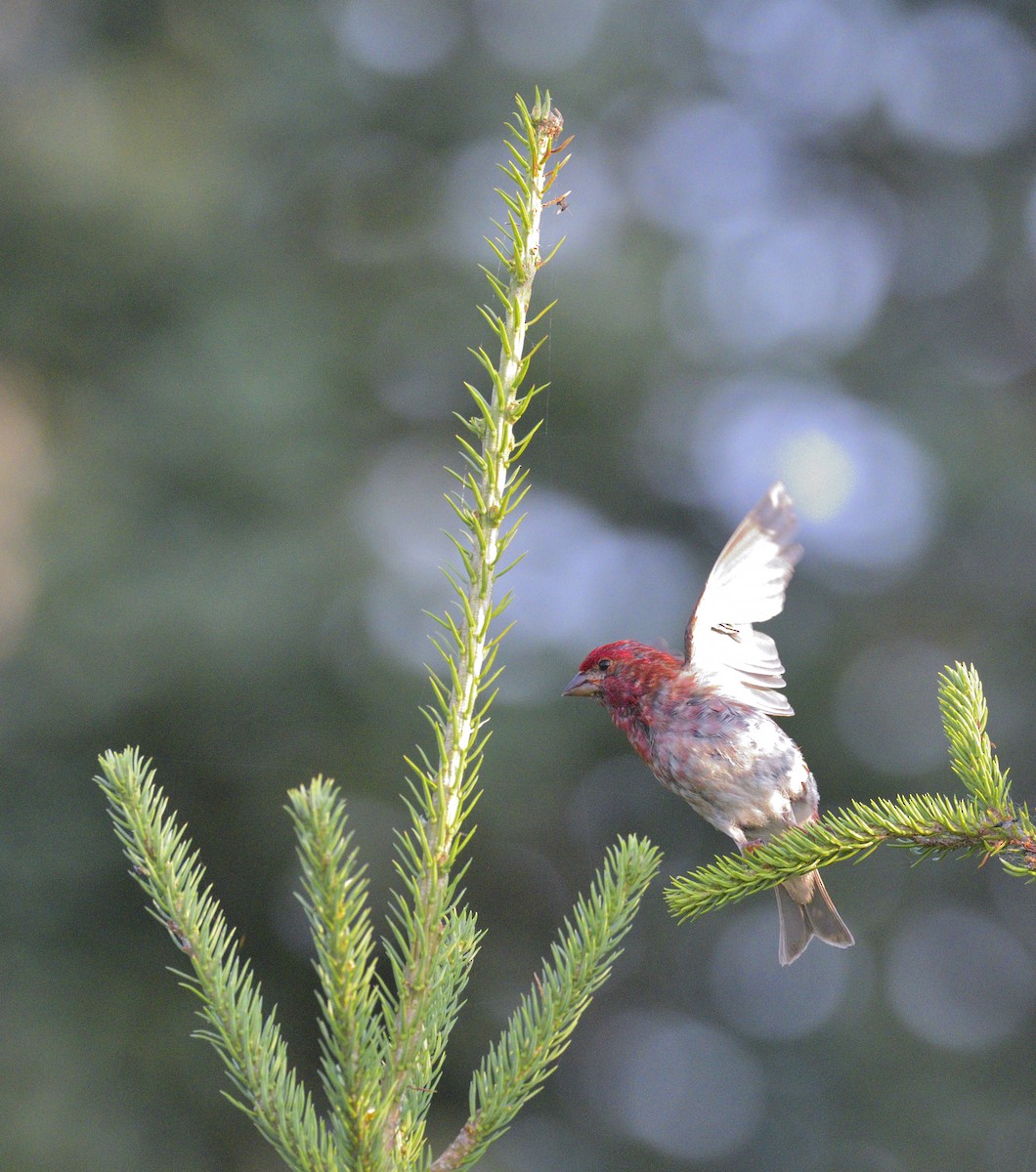 Чечевиця кармінова - ML646855135