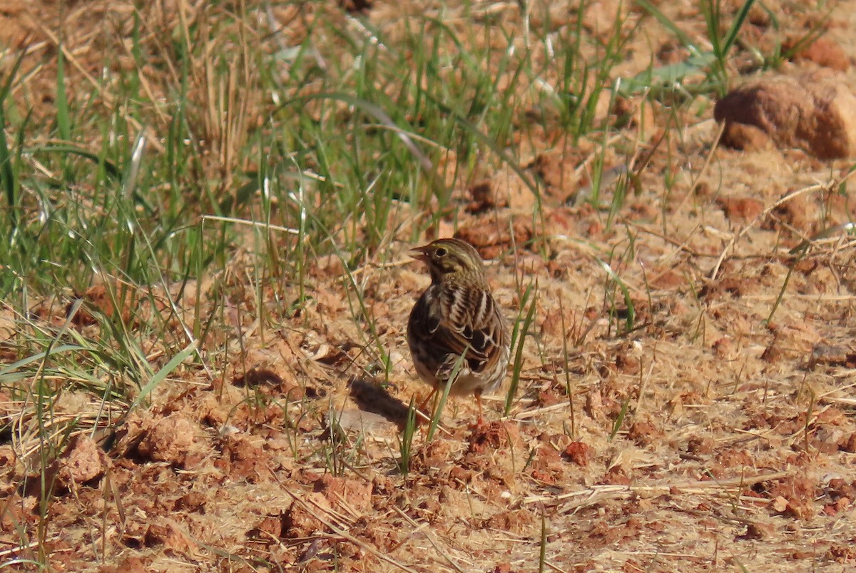 Savannah Sparrow - ML646855136