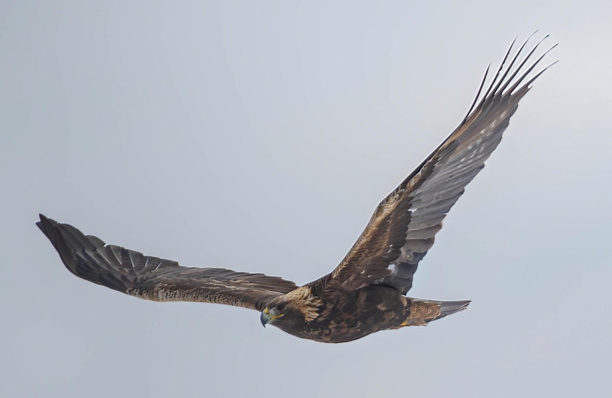 Беркут - ML646855138