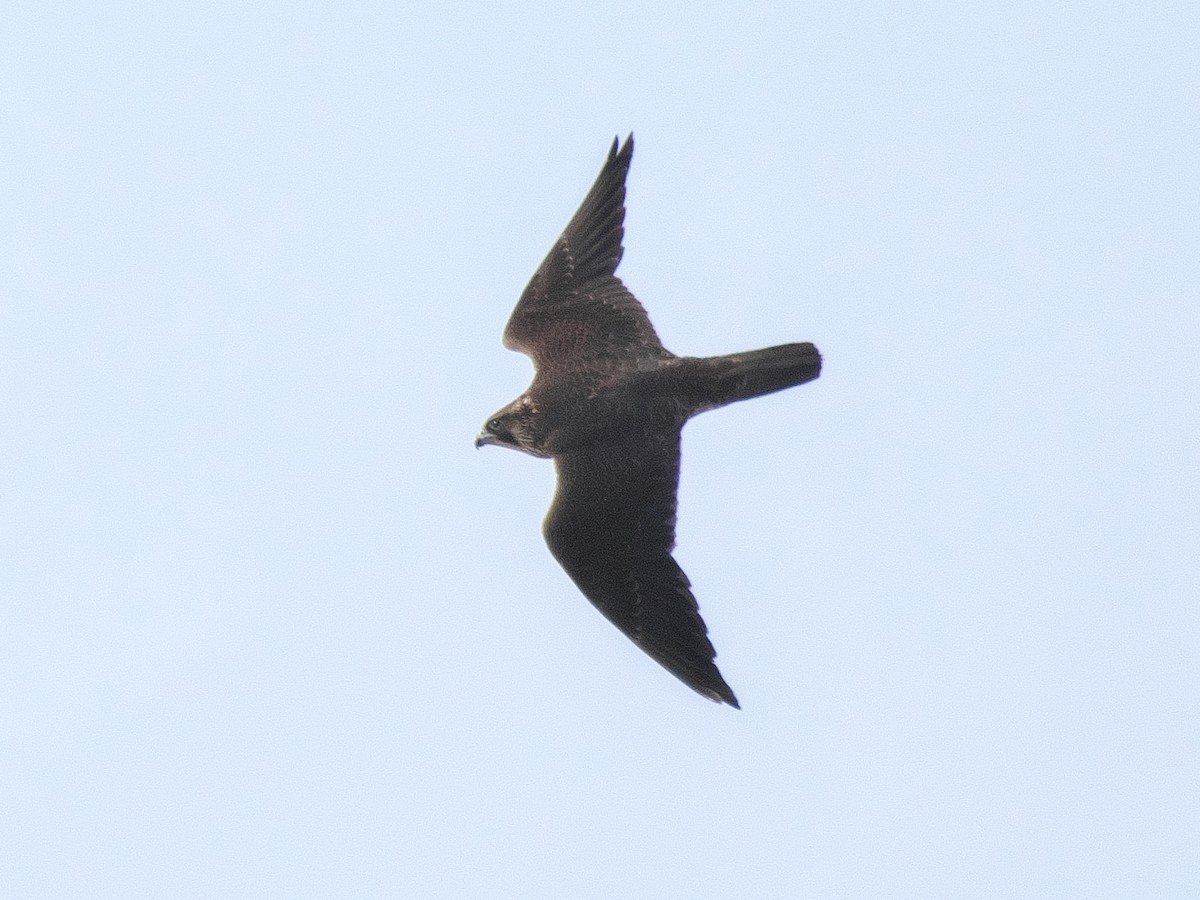 Peregrine Falcon - ML646855140