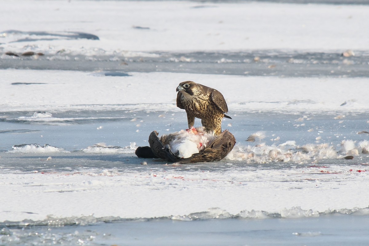 Peregrine Falcon - ML646855141
