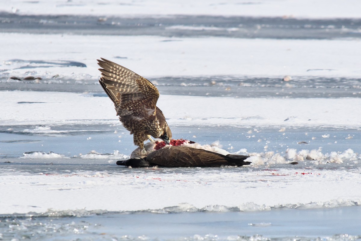 Peregrine Falcon - ML646855142