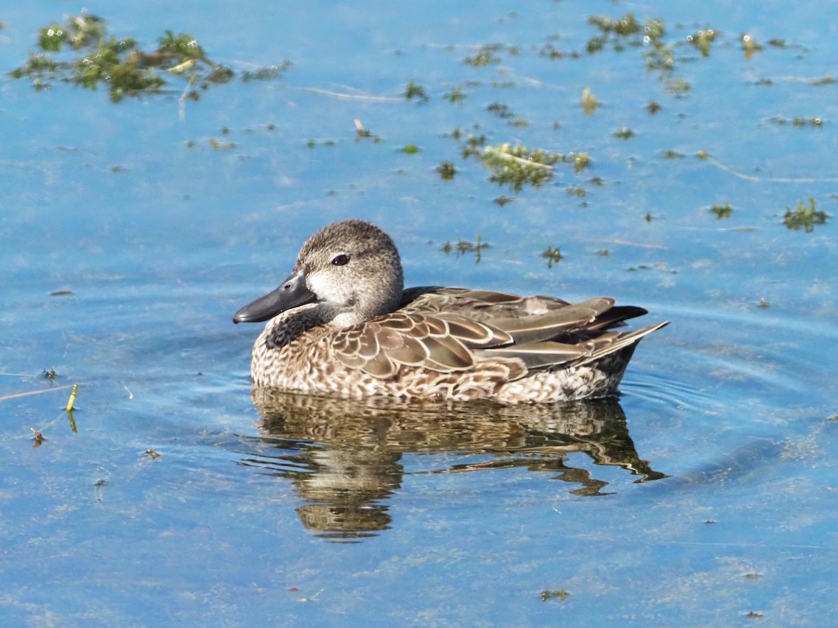 Blue-winged Teal - ML646855146