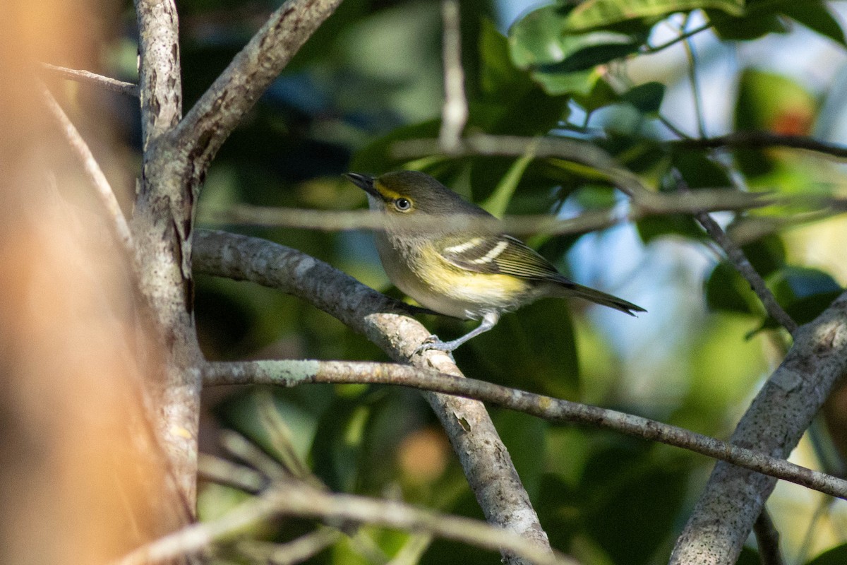 White-eyed Vireo - ML646855148