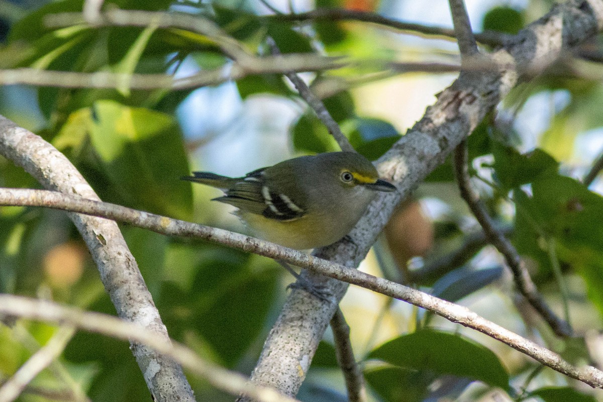 White-eyed Vireo - ML646855151