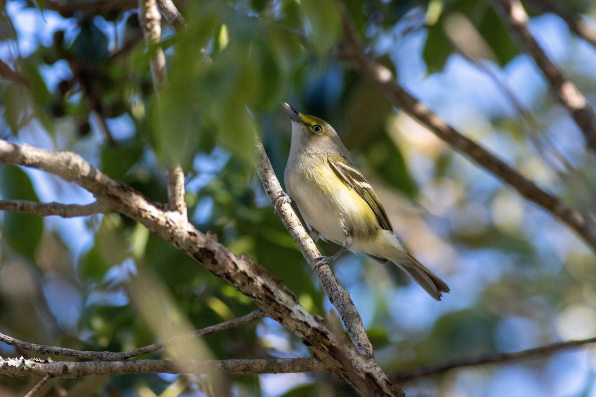 White-eyed Vireo - ML646855152