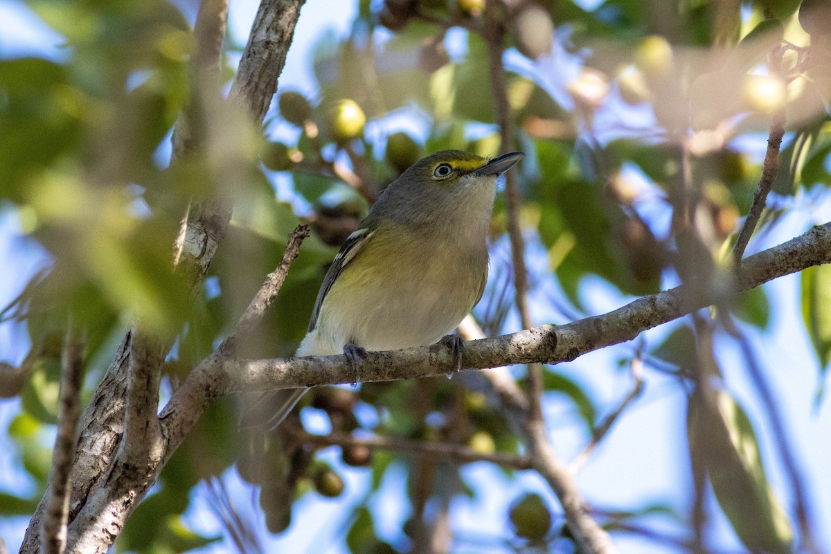 White-eyed Vireo - ML646855153