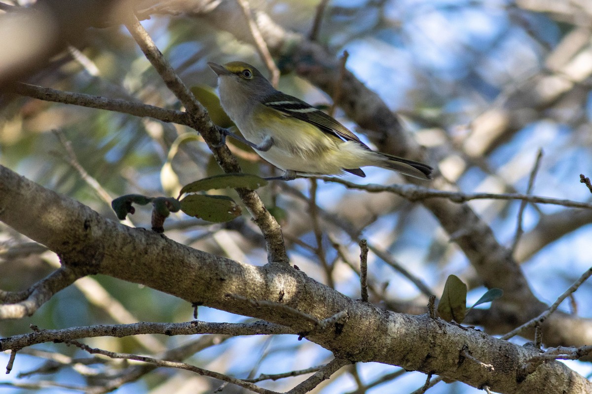 White-eyed Vireo - ML646855155