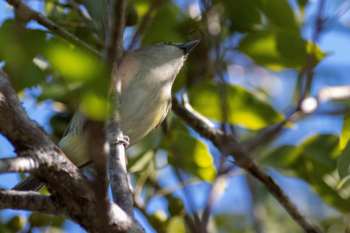 White-eyed Vireo - ML646855156