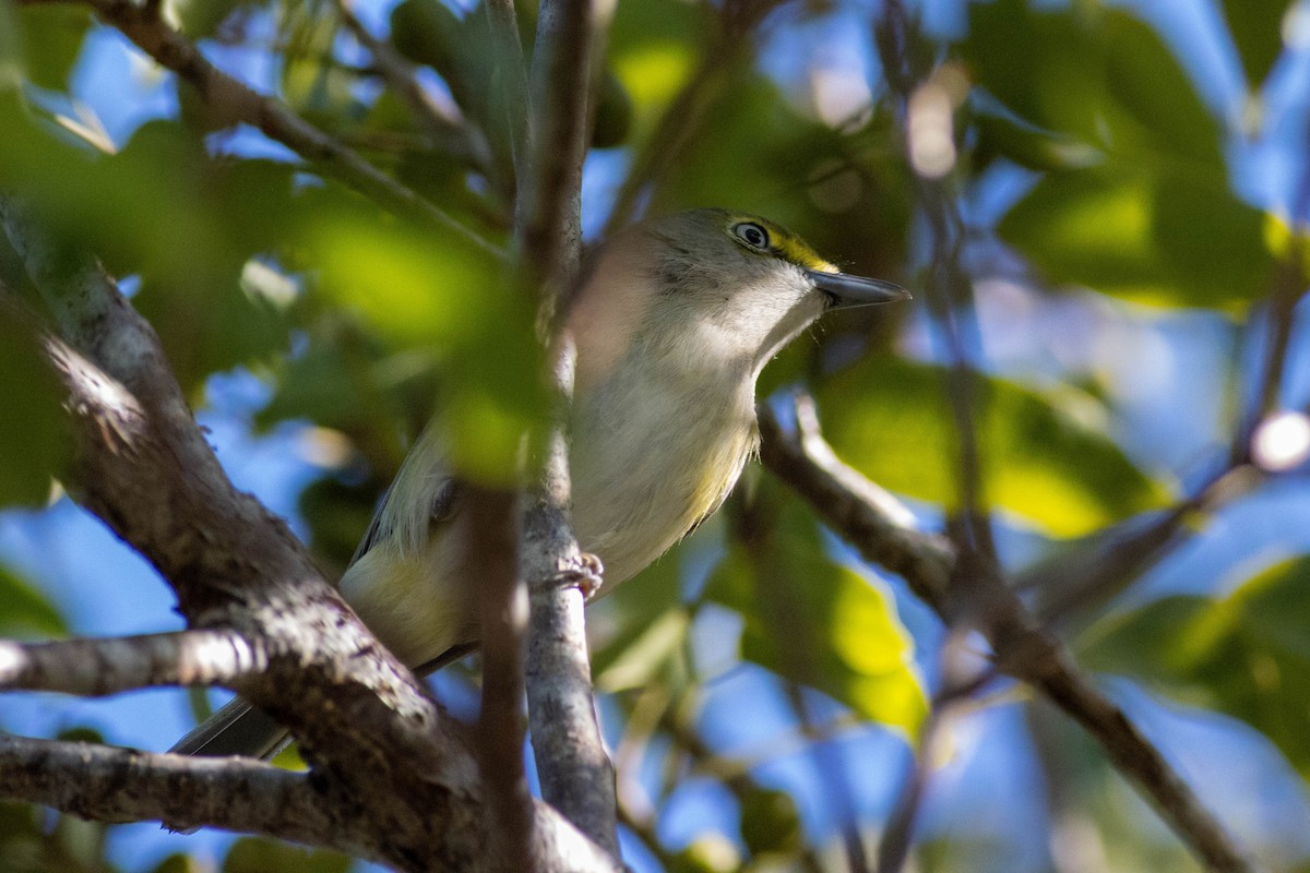 White-eyed Vireo - ML646855157