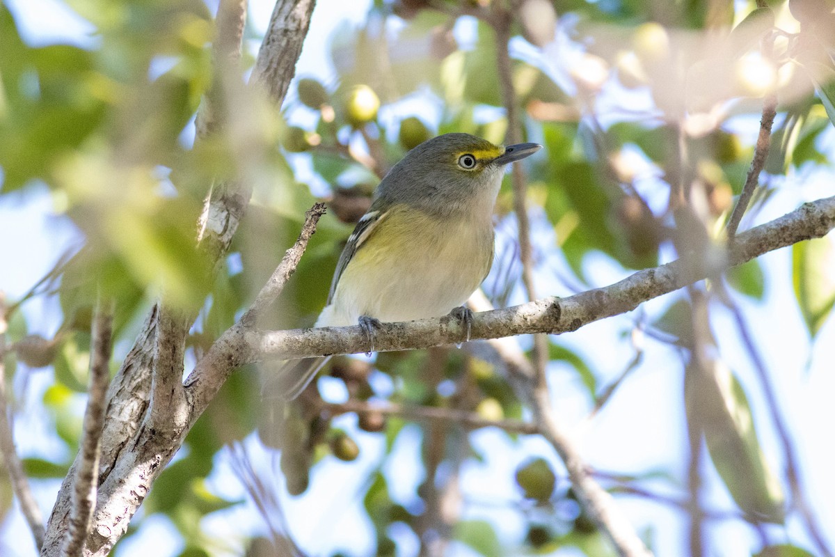 White-eyed Vireo - ML646855158