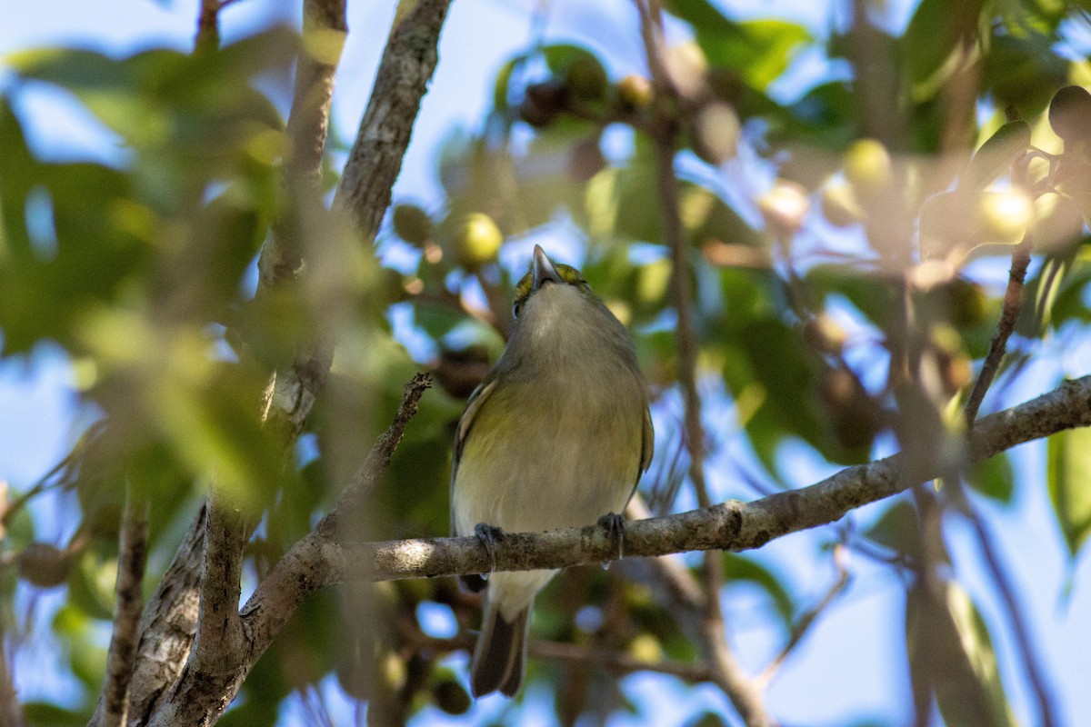 White-eyed Vireo - ML646855159