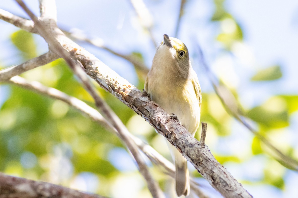 White-eyed Vireo - ML646855160