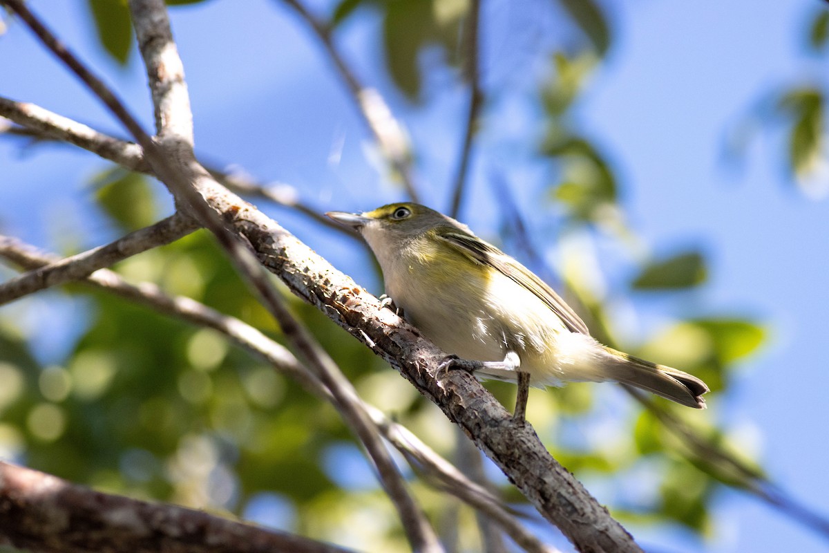 White-eyed Vireo - ML646855161