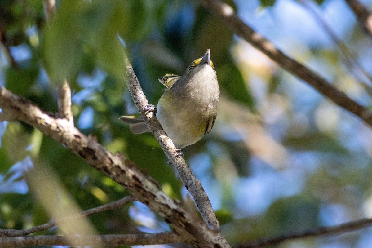 White-eyed Vireo - ML646855162