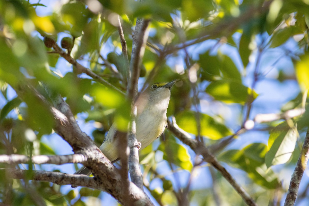 White-eyed Vireo - ML646855163