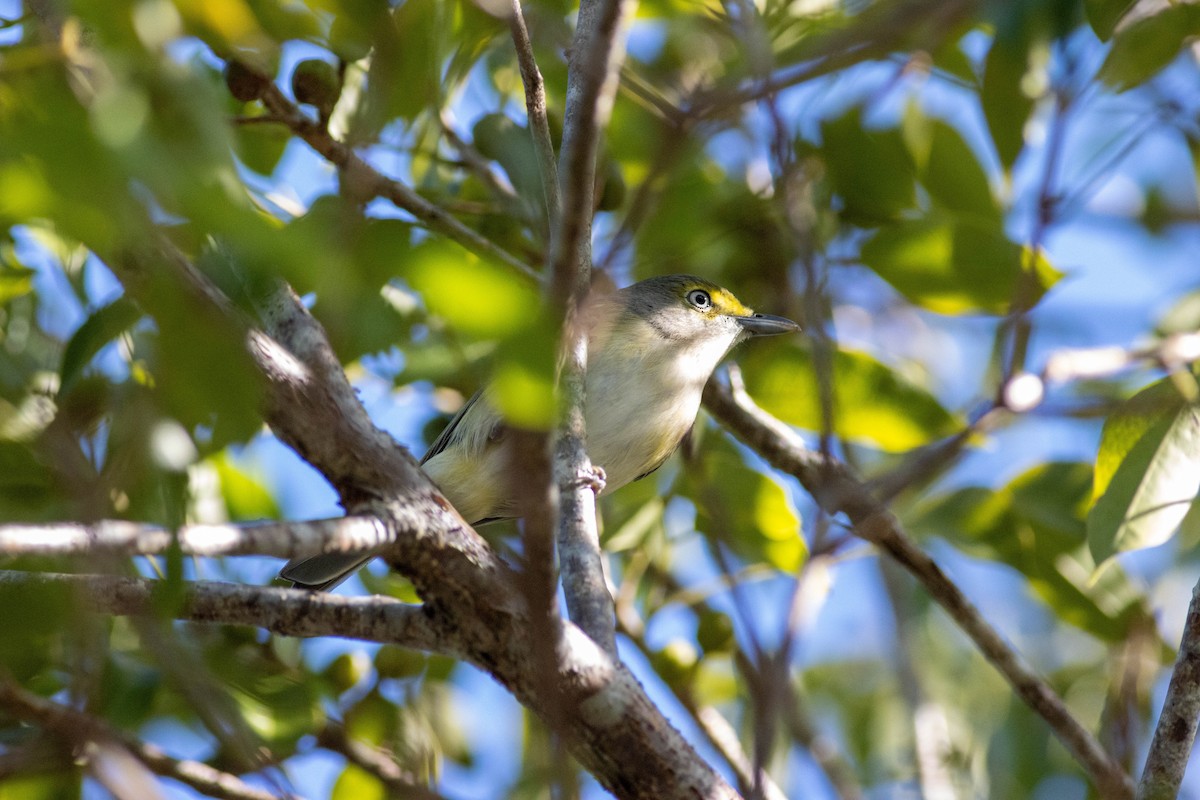 White-eyed Vireo - ML646855164