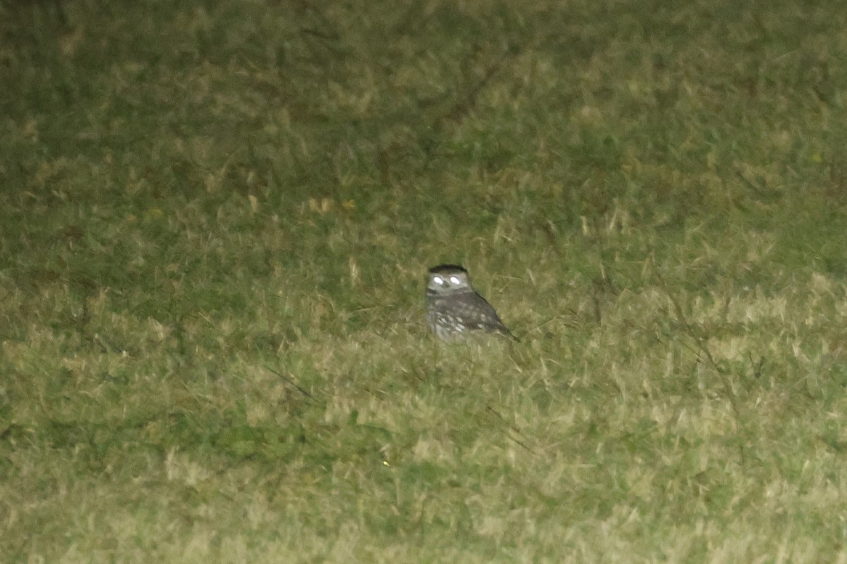 Chevêche d'Athéna - ML646855165