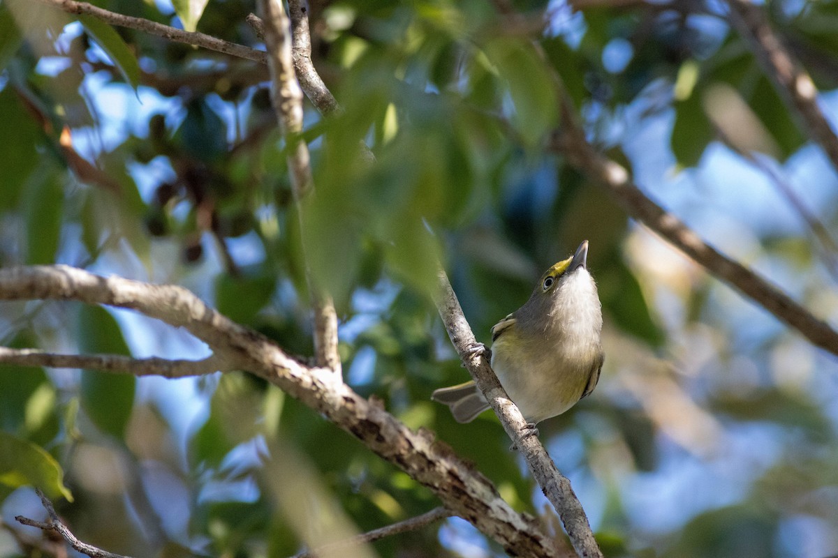 White-eyed Vireo - ML646855166