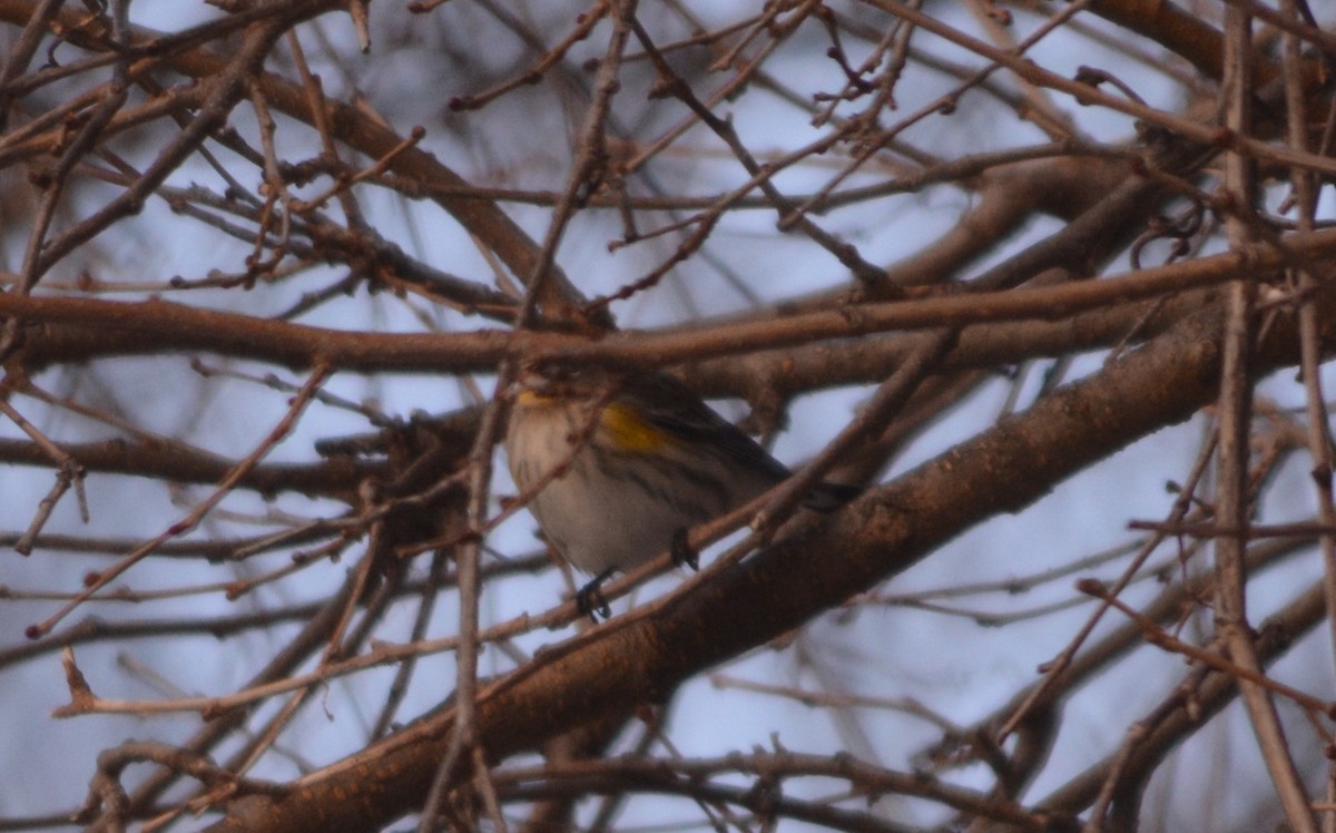 Yellow-rumped Warbler (Audubon's) - ML646855171