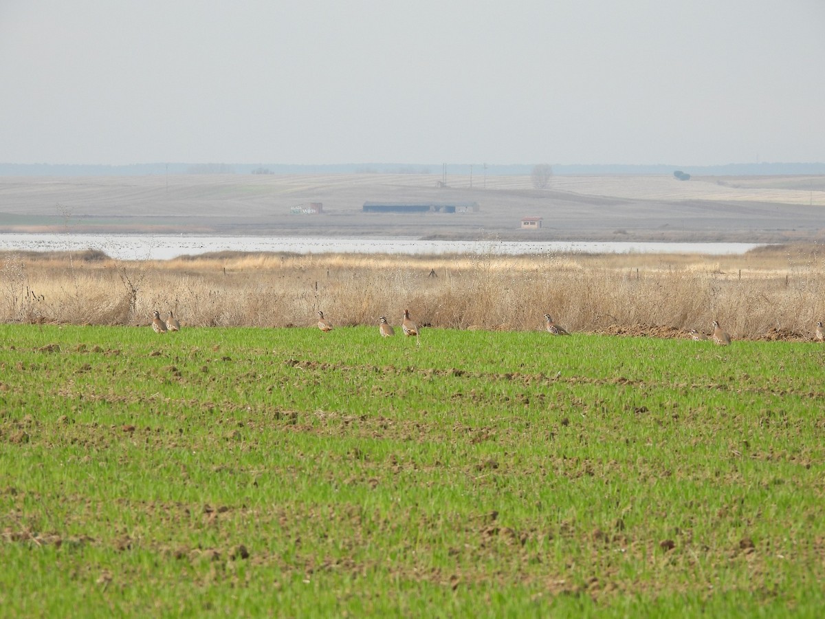 Pernice rossa - ML646855172