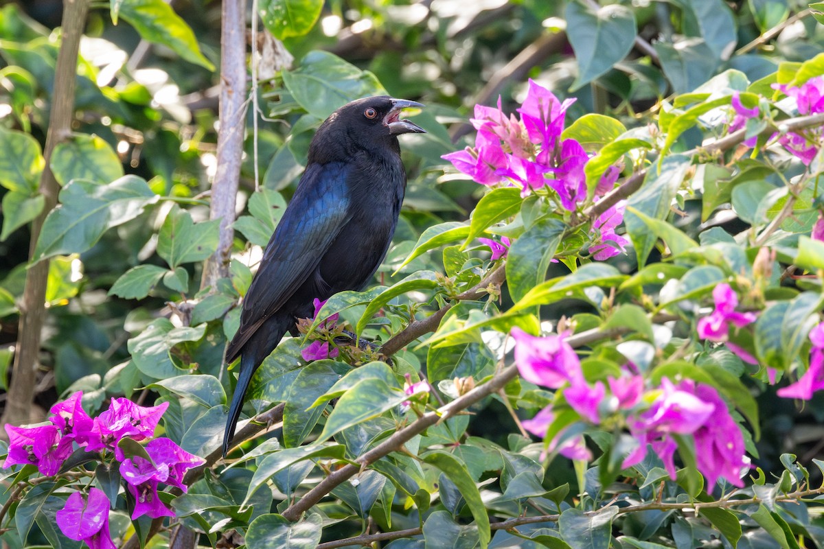 Bronzed Cowbird - ML646855176