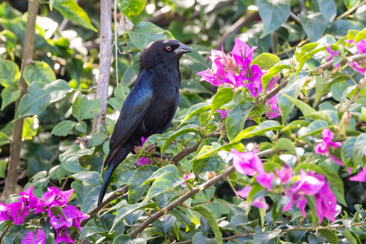 Bronzed Cowbird - ML646855177