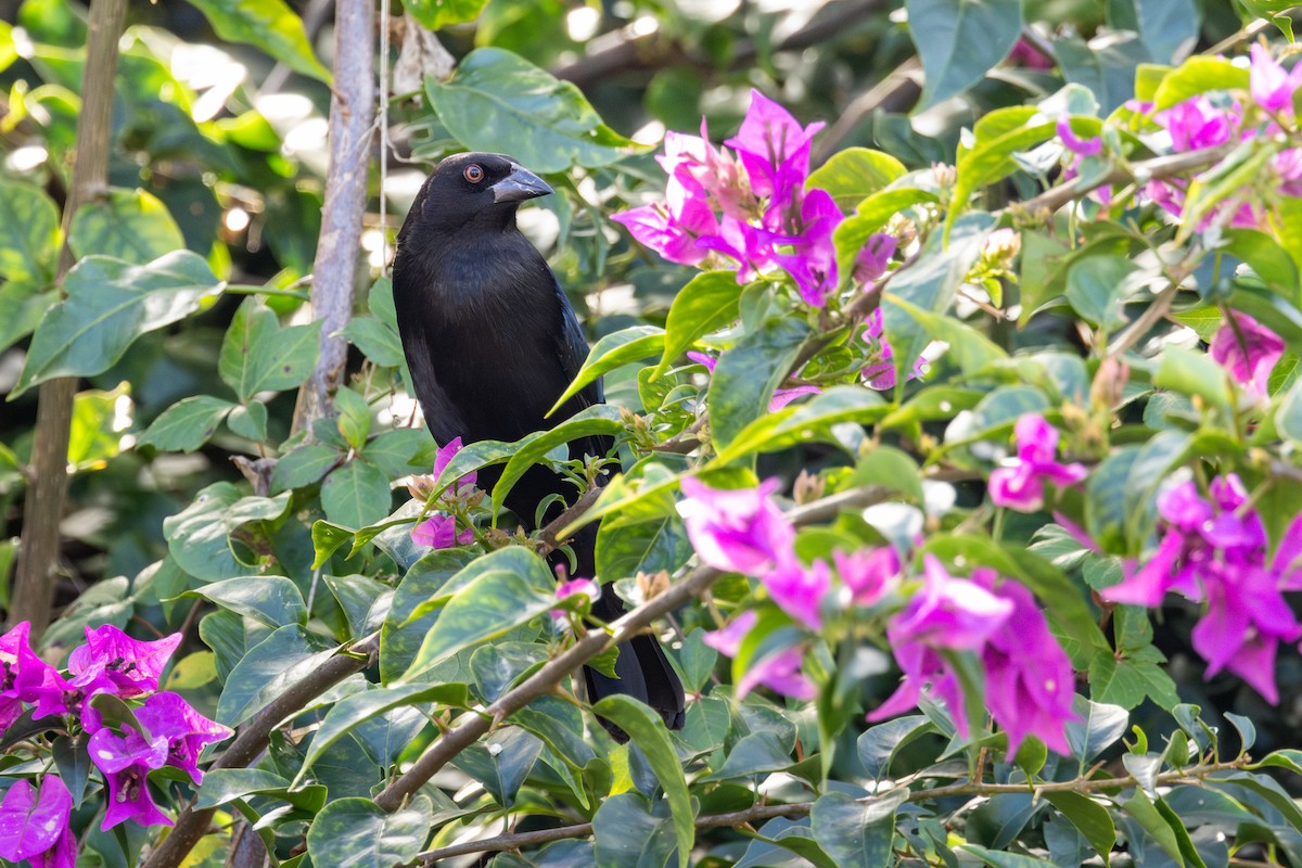Bronzed Cowbird - ML646855178