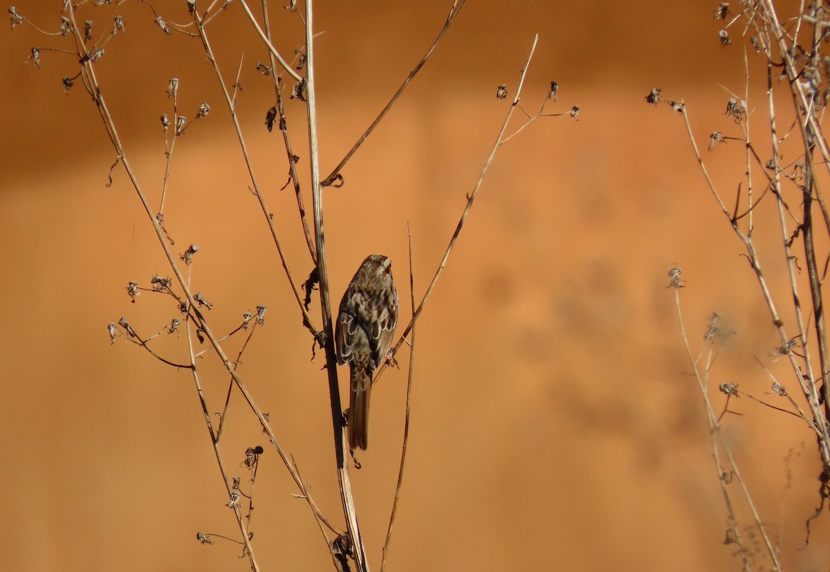 Song Sparrow - ML646855189