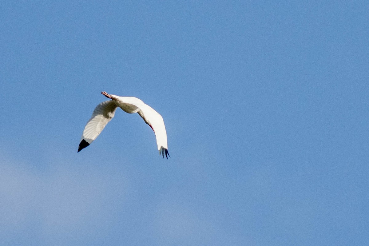 White Ibis - ML646855190