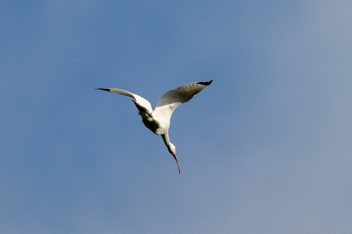 White Ibis - ML646855191