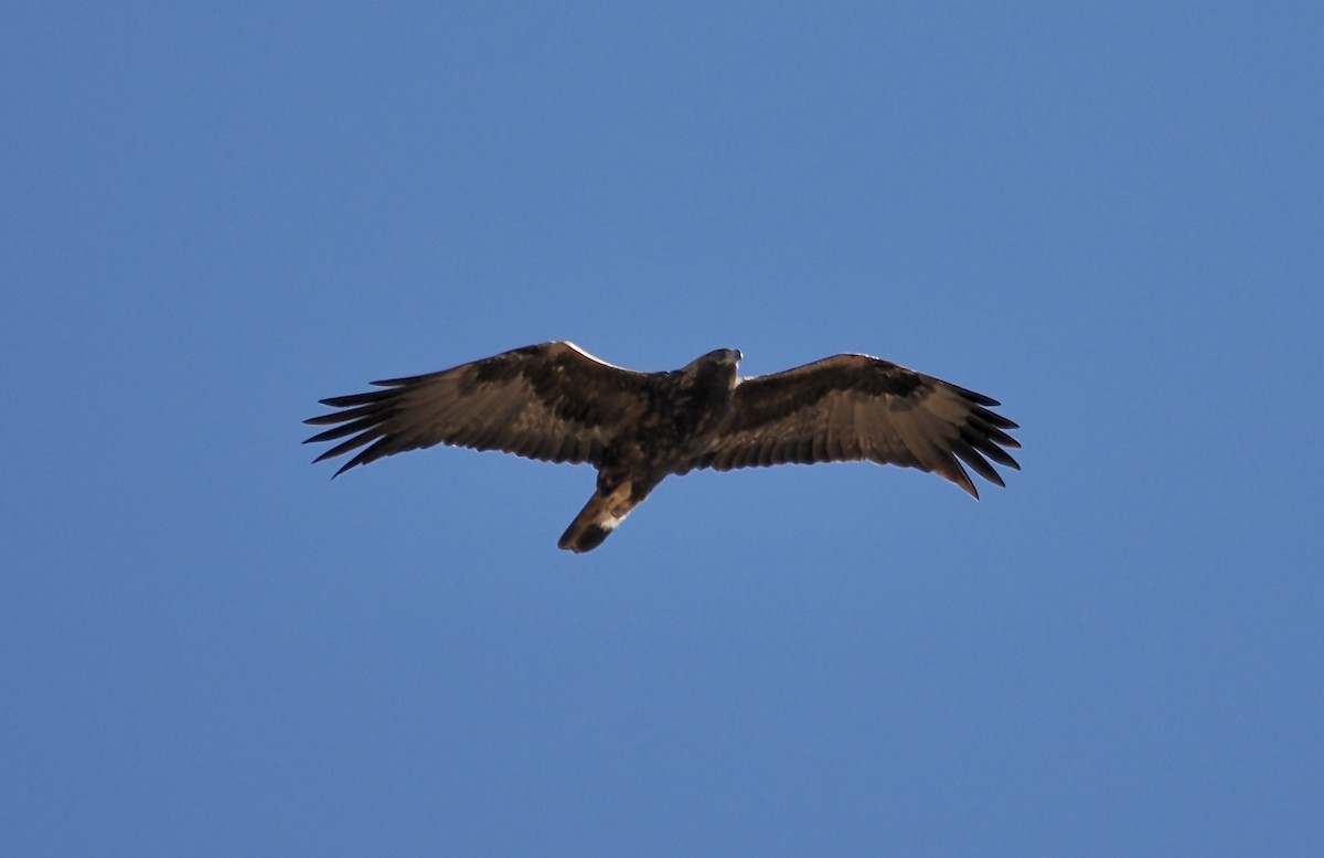 金鵰 - ML646855210