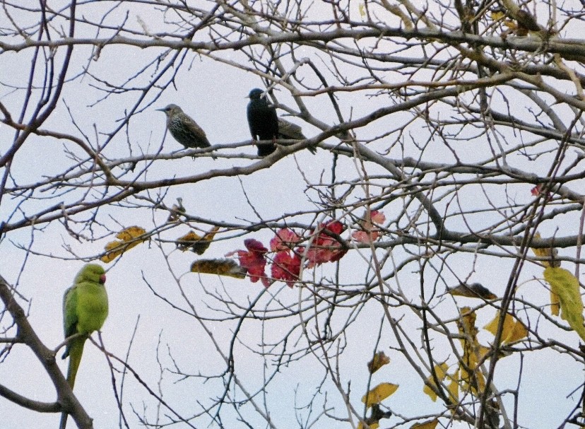 Шпак звичайний - ML646855211